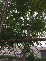 Ailanthus altissima