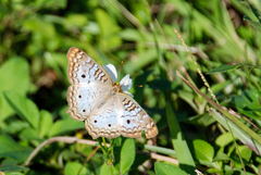 Anartia jatrophae