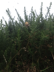 Araneus quadratus