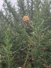 Araneus quadratus