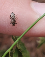 Phlegyas abbreviatus