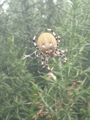 Araneus quadratus