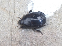 Margarinotus merdarius