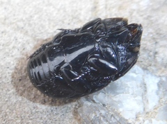 Margarinotus merdarius