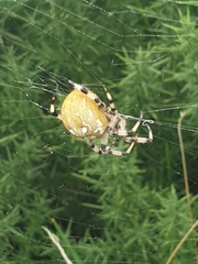 Araneus quadratus