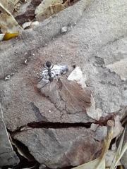 Iberoformica subrufa