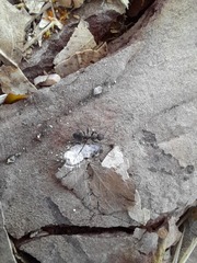 Iberoformica subrufa