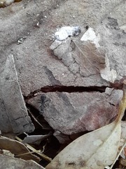 Iberoformica subrufa