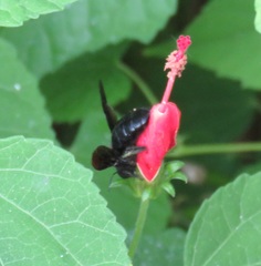 Xylocopa strandi