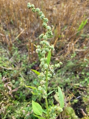 Chenopodium album