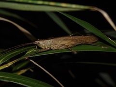 Palaeoagraecia ascenda