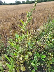 Chenopodium album