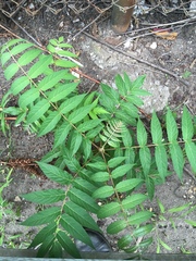 Ailanthus altissima