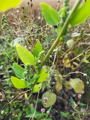 Chenopodium album