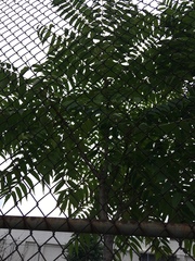 Ailanthus altissima
