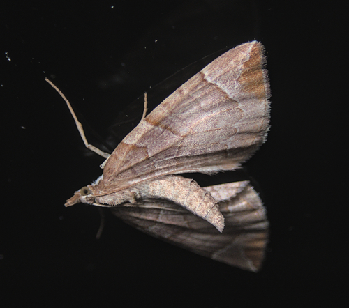 Chevron Moth, photo 3 of 10