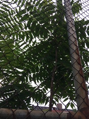 Ailanthus altissima