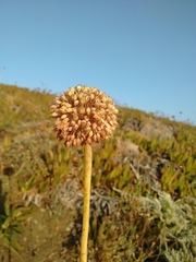 Allium commutatum