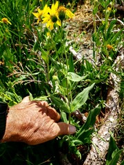Arnica ovata