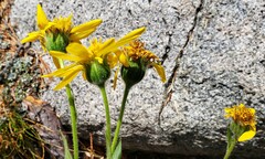 Arnica ovata