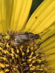 Exomala orientalis