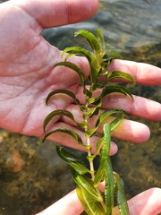 Potamogeton perfoliatus