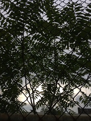 Ailanthus altissima