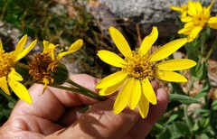 Arnica ovata