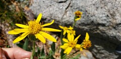 Arnica ovata