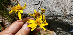 Arnica ovata
