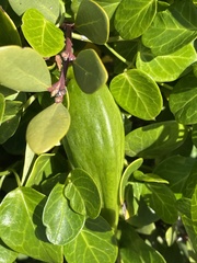 Cynanchum obtusifolium