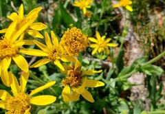 Arnica ovata