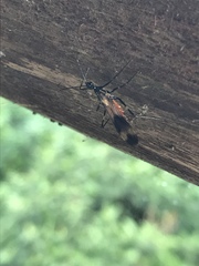 Graptocleptes