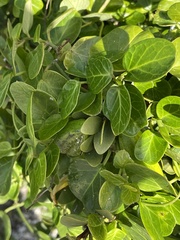 Cynanchum obtusifolium