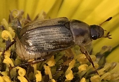 Exomala orientalis