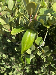 Cynanchum obtusifolium