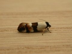 Euphiltra eroticella