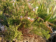 Limonium articulatum