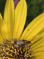 Exomala orientalis