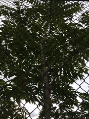 Ailanthus altissima