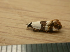 Euphiltra eroticella