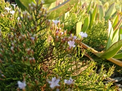Limonium articulatum