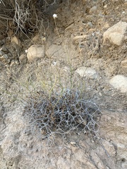 Launaea lanifera