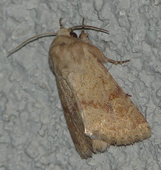 Luperina rubella