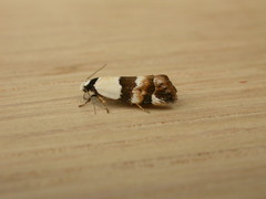 Euphiltra eroticella
