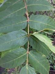 Ailanthus altissima