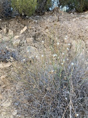 Launaea lanifera
