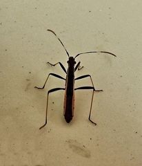 Micrelytra fossularum