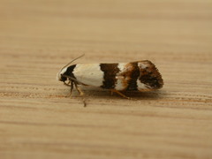 Euphiltra eroticella