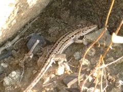 Podarcis siculus campestris